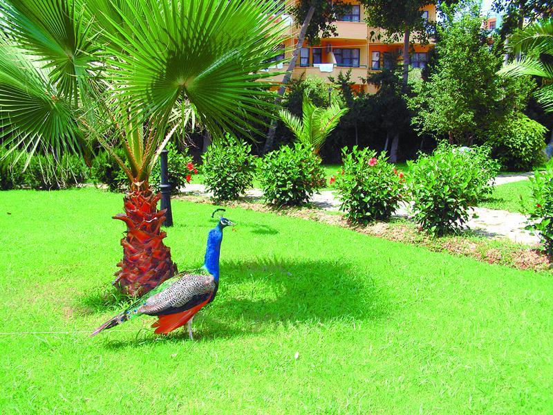 Green Peace Hotel Mahmutlar Exterior foto